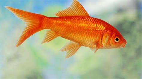 pez goldfish comun