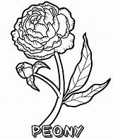 Coloring Peony Flower Flowers Sheet sketch template