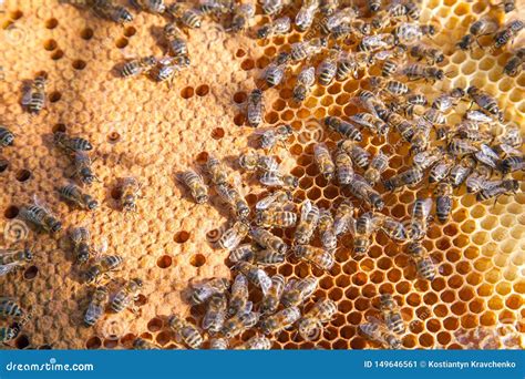 het werk bijen  een bijenkorf op honingraat bijen binnen bijenkorf met verzegelde en open