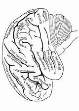 Coloring Brain Pages Anatomy Momjunction Neurology Choose Board Print sketch template