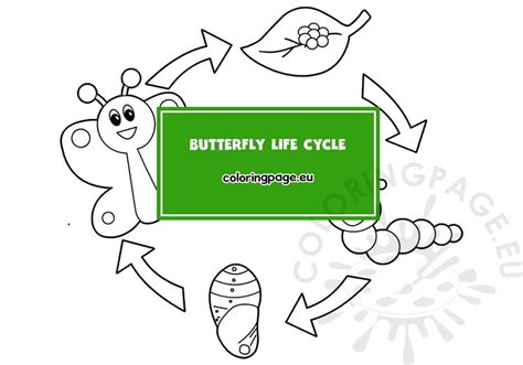 butterfly life cycle coloring page coloring page