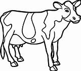 Cow Coloring Pages Farm Animal Printable Cattle Easy Drawing Cute Face Dairy Colouring Color Print Sheets Adults Getcolorings Strange Coloringbay sketch template