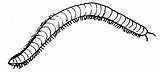 Millipede Coloring Pages Color Milipede Animals Animal Print Back sketch template