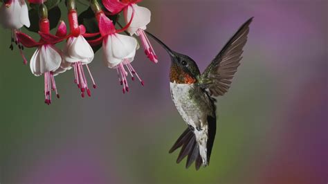 download free hummingbird wallpapers pixelstalk