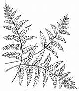 Fern Coloring Embroidery Pages Pattern Leaf Patterns Template Leaves Color Tree Print Tutorials Advanced Ferns Colouring Etsy Printable Adult Repinned sketch template