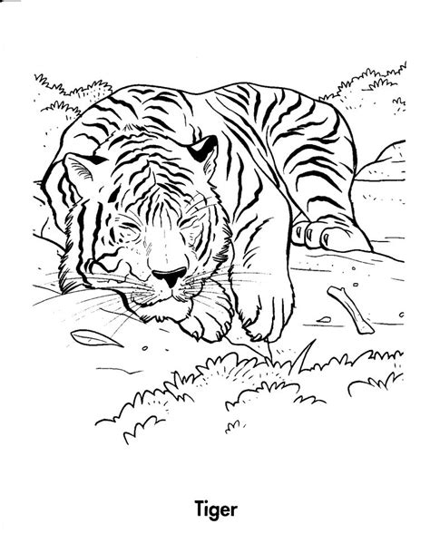 printable tiger coloring pages  kids