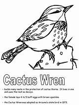 Coloring Wren Cactus Arizona Pages State Printable Bird Sketch Template Popular Birds sketch template