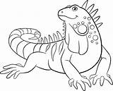 Iguana Coloring Pages Cute Vector Clip Kids Family Easy Illustrations Green Smiles Getdrawings Illustration Similar sketch template