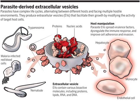 Extracellular Vesicles In Parasite Survival Science