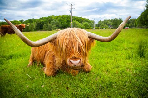 highland cattle hillwalk tours  guided