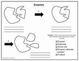 Enzymes Worksheet Biology Enzyme Worksheets sketch template