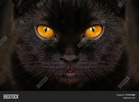 Close Serious Black Image And Photo Free Trial Bigstock