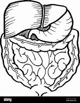 Intestine Liver Organ Contour sketch template