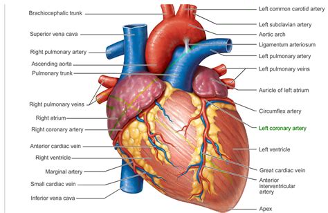 inima anatomie camere valve inervatie drbendo ro