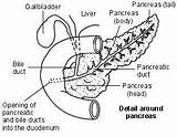 Coloring Pages Pancreas Liver Pancreatitis Duct Sketch Diabetes Anatomy Symptoms Sketchite sketch template