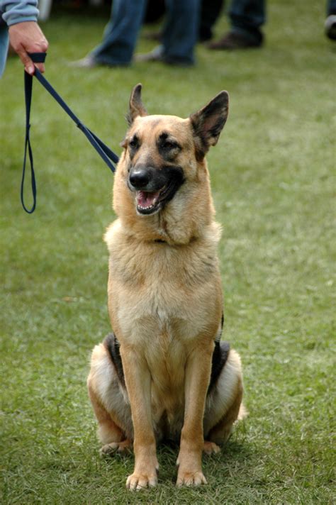 filegerman shepherd dog sitting leashjpg wikimedia commons