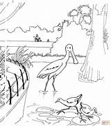 Coloring Spoonbill Zoo Pages Roseate Bird Color Drawing Skip Main sketch template