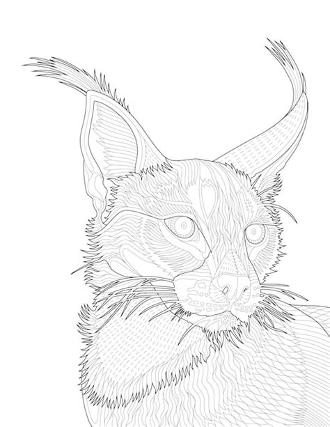 release animal coloring pages caracal  allaboutartpiece