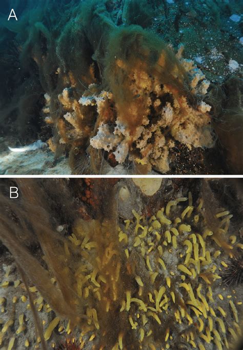 common filter feeders entangled   diatom bloom