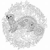 Ferret Coloring Drawn Hand Pages Details High Dreamstime Vector Adult Mandala sketch template