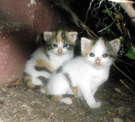 baby calico kittens    tiny calico kittenstheir flickr