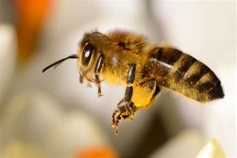 honigbiene  work foto bild tiere wildlife insekten bilder auf