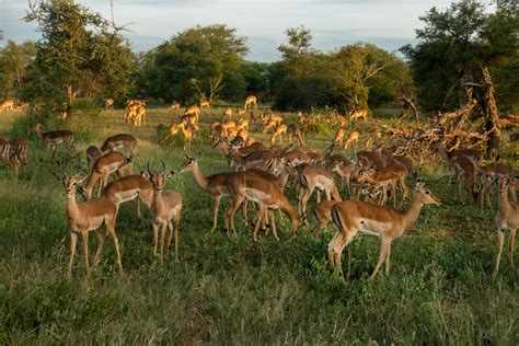 troupeau de cerfs dans le champ dherbe verte photo gratuite