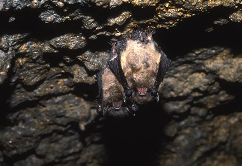 brown bat myotis lucifugus natureworks