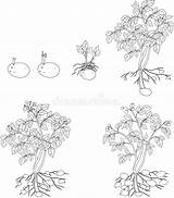 Plant Cycle Potato Coloring Growth Illustration Preview sketch template