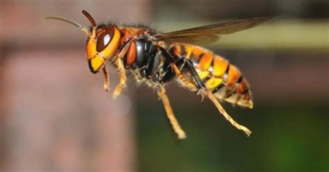 Deadly Asian Hornets Invade Uk With Experts Warning They Are