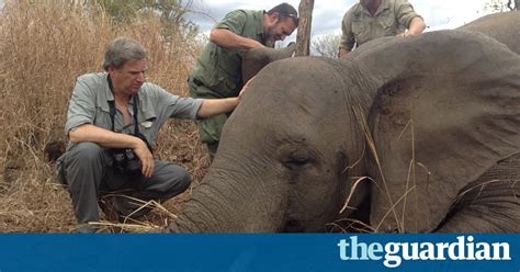 Elephant Killings In Mozambique Happening On ‘industrialised Scale