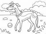Greyhound Coloring Italian sketch template