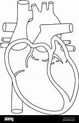 Herz Anatomisch Herzens Darstellung Menschlichen Korrektes Anatomically sketch template