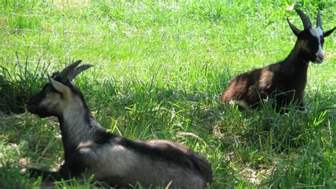 Goats Take Advantage Of Shade On A Hot Summer Day In Southern France