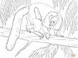 Coloring Lemur Pages Ruffed Drawing sketch template
