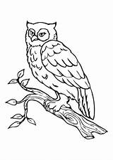 Coloring Owl Eule Ausmalbild Malvorlage Pages Zum Bilder Bird Book Choose Board Colouring Animal Adults Bild Adult sketch template