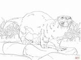 Coloring Otter Pages River American North Wildlife Drawing Printable Color Otters Animal Getdrawings Print Supercoloring Choose Board Book Template sketch template
