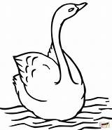 Colorare Cisne Cigni Cigno Nadando Swan Disegno sketch template