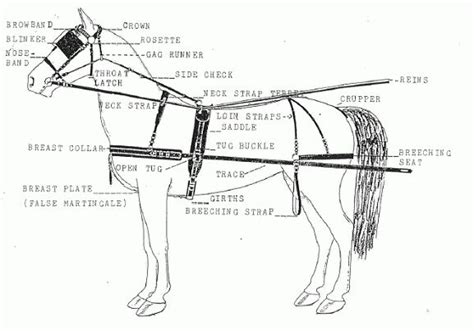 image result  diagram  horse harness parts breyer horses draft horses horse tack driving