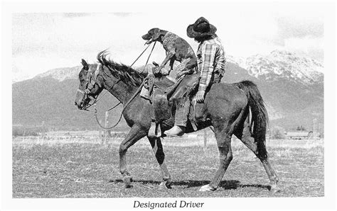 favorite animal postcards  horse  dog   designated driver