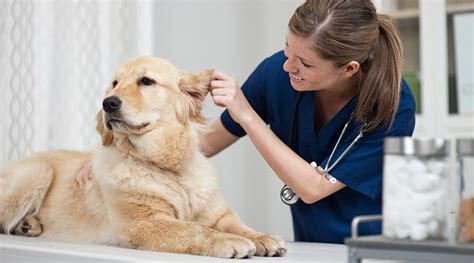 veterinarian  careerexplorer