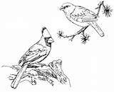 Cardinal Coloring Flying Sheet Detailed Pages Beautiful High sketch template
