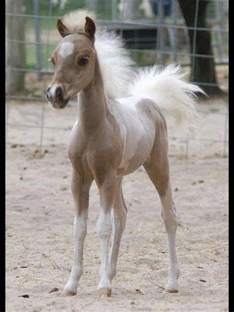 cute baby horse animal farm pinterest