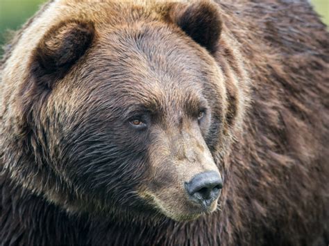 ‘it s absolutely scandalous alberta man fined 13 000 for killing threatened grizzly bear