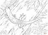 Gecko Lizard Fossa Anole Madagascar Designlooter Mammals Supercoloring sketch template