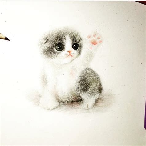 kitten pencil drawing  getdrawings