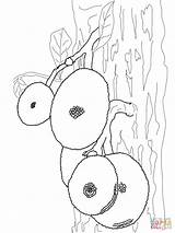 Coloring Tree Jackfruits Pages Jackfruit Drawing Categories sketch template