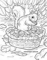 Malvorlage Ausmalen Waldtiere Ausmalbild Futtersuche Spielen Eichhörnchen Wald Vorlagen Eichhoernchen Eichhornchen Sammlung Pinnwand sketch template