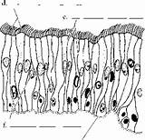 Membrane Cell Columnar Ciliated Overview Coloring Epithelium Spinal Cord Pseudostratified Epithelia Stratified Continue Reading Cilia sketch template