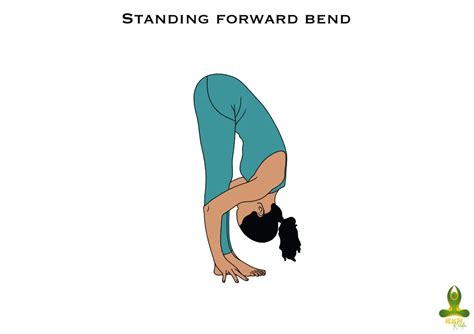 Uttanasana Standing Forward Bend Steps Precautions And Benefits